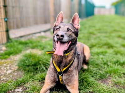 Lillie | Belgian Shepherd Dog (Malinois) | Cardiff - 4
