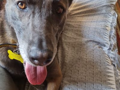 Lillie | Belgian Shepherd Dog (Malinois) | Cardiff - 4