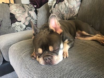 Pepper | French Bulldog | West Calder (Edinburgh) - 4