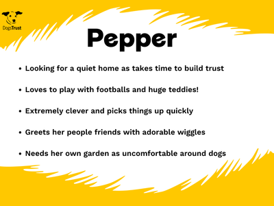 Pepper | French Bulldog | West Calder (Edinburgh) - 2