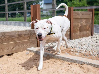 Maximillian | American Bulldog | Cardiff - 5