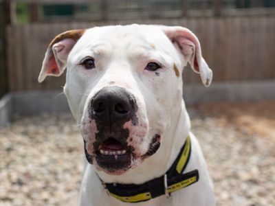 Maximillian | American Bulldog | Cardiff - 3