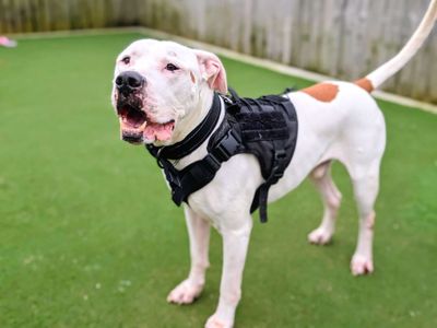 Maximillian — American Bulldog