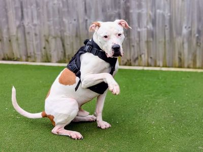 Maximillian | American Bulldog | Cardiff - 3