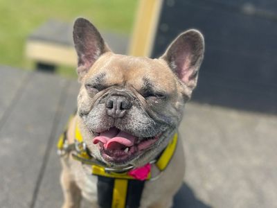 Hetty | French Bulldog Cross | Basildon (Essex) - 3