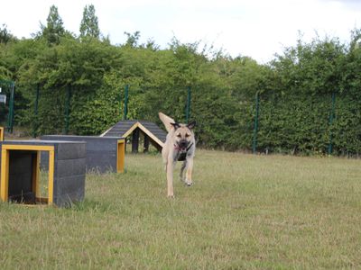 Hank | Anatolian Shepherd Dog | Basildon (Essex) - 3