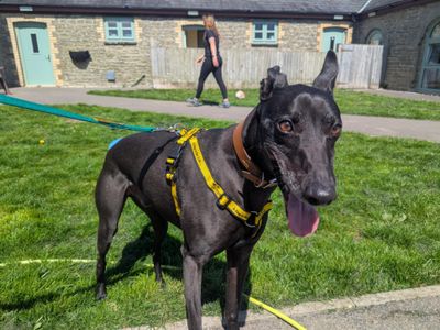 Sydney | Lurcher | Bridgend (Wales) - 3
