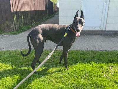 Sydney | Lurcher | Bridgend (Wales) - 2