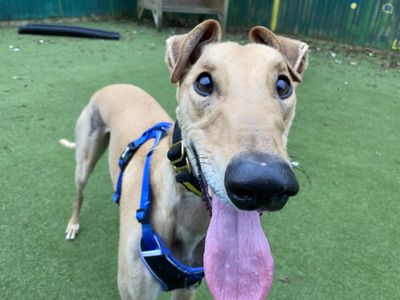 Miller | Greyhound | Kenilworth (West Midlands) - 3