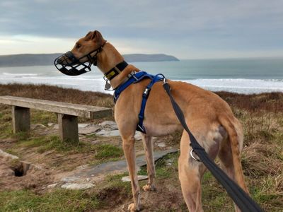 Miller | Greyhound | Kenilworth (West Midlands) - 5