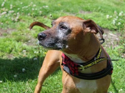 Ted | Terrier (Staffordshire Bull) Cross | Merseyside (Liverpool) - 2