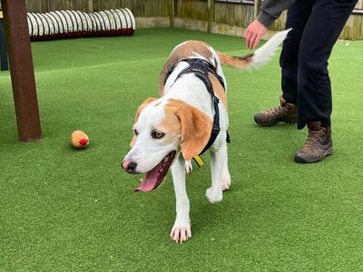 Ozzy | Trailhound Cross | Salisbury (Wiltshire) - 5