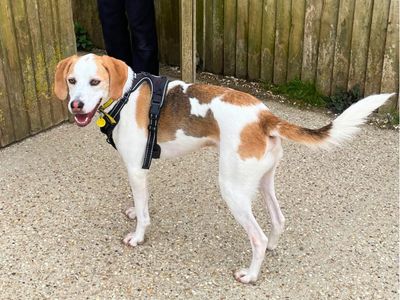 Ozzy | Trailhound Cross | Salisbury (Wiltshire) - 2
