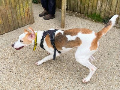 Ozzy | Trailhound Cross | Salisbury (Wiltshire) - 3
