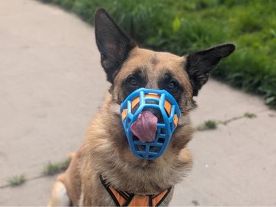 Bruno | German Shepherd Dog Cross | Shrewsbury (Shropshire) - 4