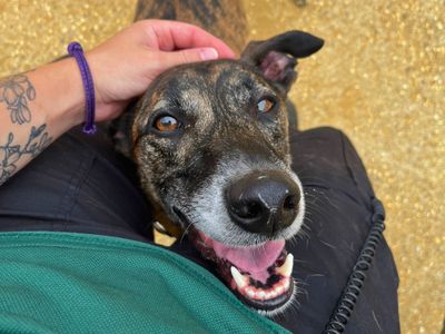 Skippy | Lurcher | Salisbury (Wiltshire) - 2