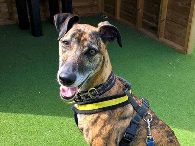 Skippy | Lurcher | Salisbury (Wiltshire) - 1