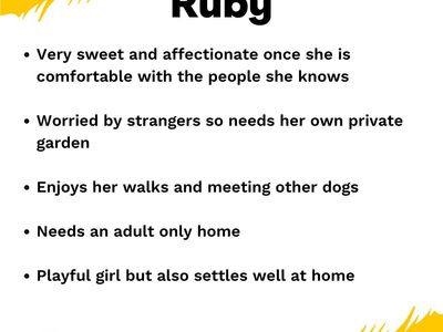 Ruby | Crossbreed | West Calder (Edinburgh) - 4
