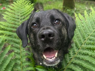 Ruby | Crossbreed | West Calder (Edinburgh) - 2