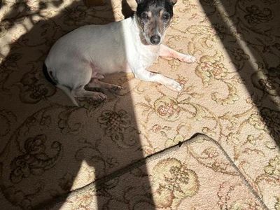 Jack Jack | Terrier (Jack Russell) Cross | Shrewsbury (Shropshire) - 3