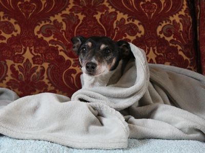 Reggie | Terrier (Jack Russell) Cross | Shrewsbury (Shropshire) - 3