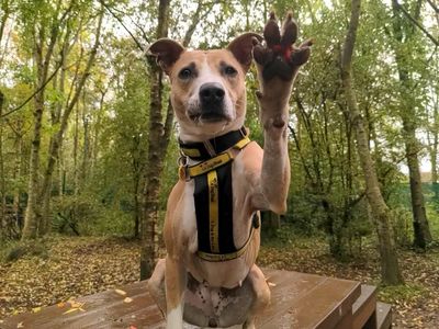 Lucy longlegs | Lurcher | West Calder (Edinburgh) - 3