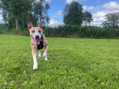 Lucy | Lurcher | West Calder (Edinburgh) - 4