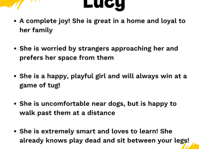 Lucy | Lurcher | West Calder (Edinburgh) - 2