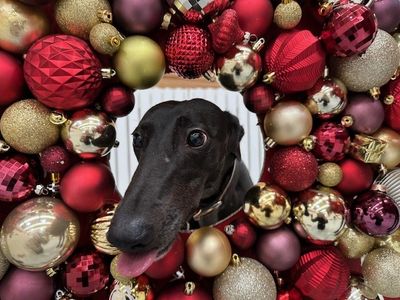 Wednesday | Greyhound | Manchester - 3