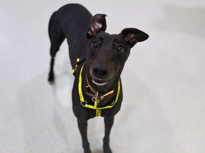Wednesday, a 8 years old female Greyhound available for adoption from Dogs Trust in Manchester, Greater Manchester