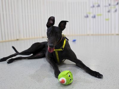 Wednesday | Greyhound | Manchester - 5