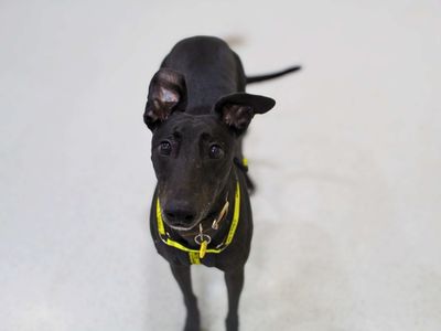 Wednesday | Greyhound | Manchester - 3