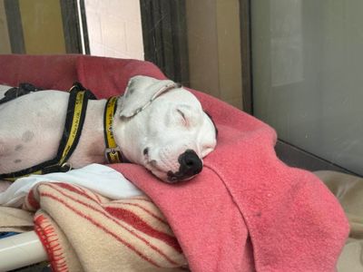 Tori | Terrier (Staffordshire Bull) Cross | Basildon (Essex) - 4