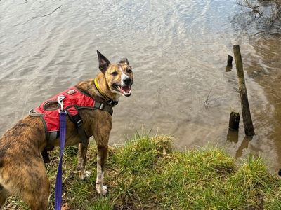 Rocket | Collie (Border) Cross | Ballymena (Northern Ireland) - 3