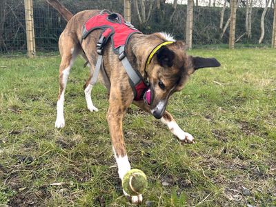 Rocket | Collie (Border) Cross | Ballymena (Northern Ireland) - 5