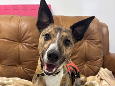 Rocket | Collie (Border) Cross | Ballymena (Northern Ireland) - 3