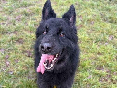 Keiser | German Shepherd Dog Cross | Shrewsbury (Shropshire) - 2
