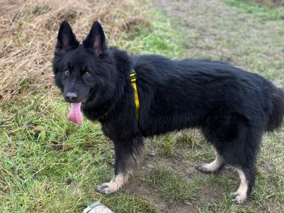 Keiser | German Shepherd Dog Cross | Shrewsbury (Shropshire) - 3