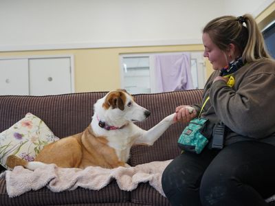 Cluedo | Collie (Border) | Evesham (Worcestershire) - 3