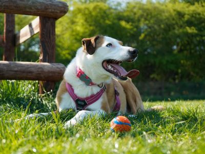 Cluedo | Collie (Border) Cross | Evesham (Worcestershire) - 5