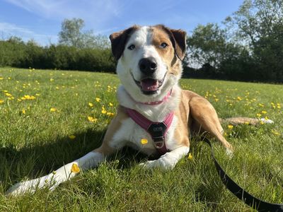 Cluedo | Collie (Border) | Evesham (Worcestershire) - 5