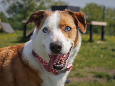 Cluedo | Collie (Border) Cross | Evesham (Worcestershire) - 5