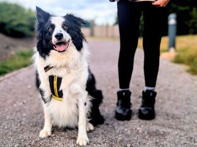 Badger | Collie (Border) | Cardiff - 3