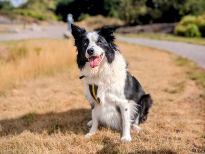 Badger | Collie (Border) | Cardiff - 5