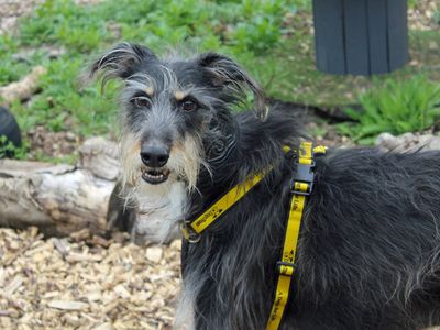 Otis, a 8 years old male Lurcher available for adoption from Dogs Trust in Merseyside