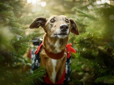 Nash | Greyhound | Kenilworth (West Midlands) - 4