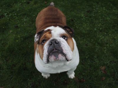 Barney | Bulldog | Darlington - 3