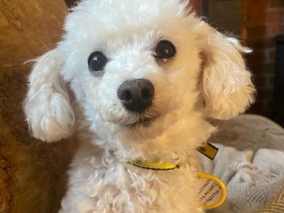 Dog Rehoming, Rescue & Adoption Cumbria | Dogs Trust Dog Rehoming, Rescue & Adoption Cumbria | Dogs Trust