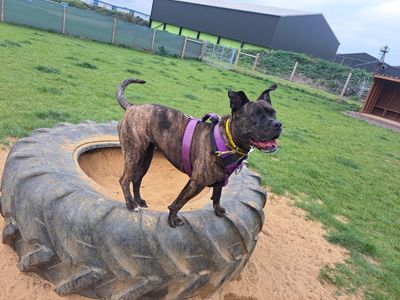 Crumble | Terrier (Staffordshire Bull) Cross | Basildon (Essex) - 4