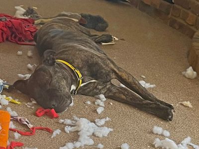 Crumble | Terrier (Staffordshire Bull) Cross | Basildon (Essex) - 2